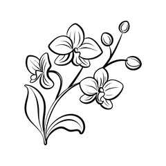 Elegant monochrome illustration of beautiful orchid flowers and green leaves on white