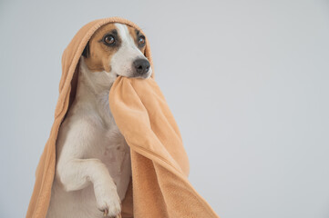Jack Russell Terrier dog in a towel on a white background. 