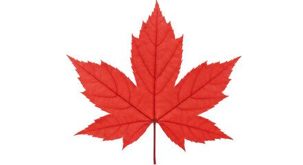 Isolated Red Maple Leaf
