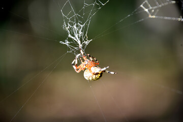 Marbled Orb Weaver Spider in an Intricate Web