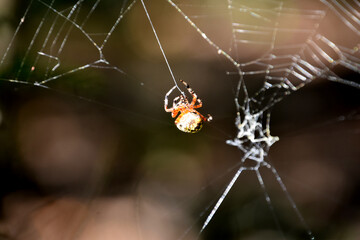 Orbweaver Spider with Thread Coming from Abdomen