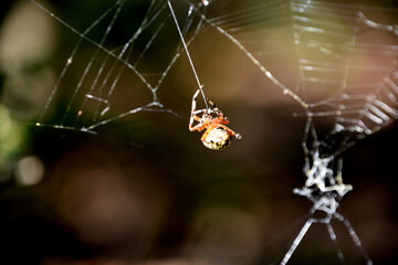 Thread Coming Out of an Orbweaver Spider