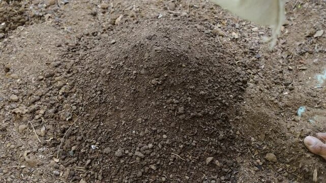 natural soil enhancement using vermi compost with garden soil at outdoor
