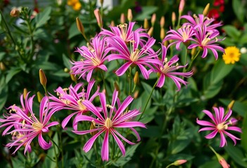 Fototapeta premium Cleome flowers with spider-like blooms, growing densely at the back of a garden border , garden border, design