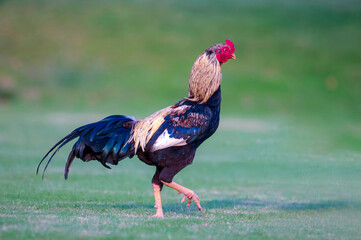 a fertile adult male chicken, several breeds of roosters are known for their fighting ability and...
