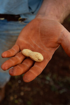 A farmer's hand holding a freshly harvested peanut in its shell