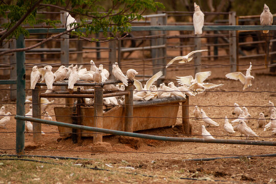 A flock of corellas drinking at a water trough