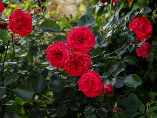red rose bush in natural environment, in full bloom close up, selective focus, romantic and elegant flowers in full bloom