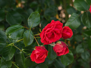 red rose on green leaves in natural environment, in full bloom close up, selective focus, romantic...
