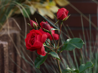 red rose on green leaves in natural environment, in full bloom close up, selective focus, romantic...