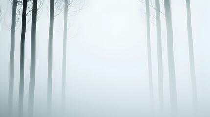 Obraz premium A serene, foggy forest scene featuring tall, slender trees fading into the mist, creating a calm and mysterious atmosphere.