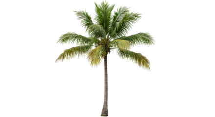 Isolated Coconut Palm Tree