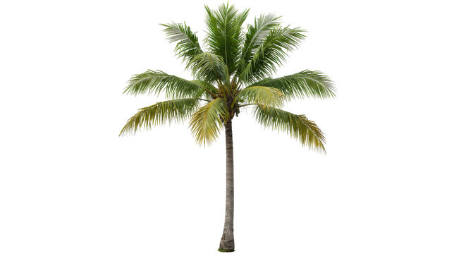 Isolated Coconut Palm Tree