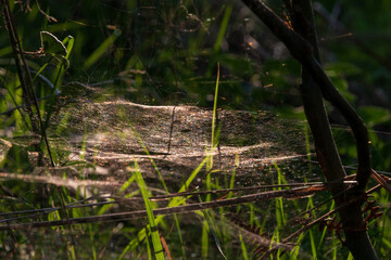 Spider web woven between dry grass and young wood, detail from nature