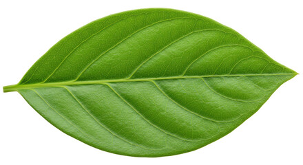 Obraz premium Isolated leaf