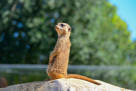 Un guetteur dans le d&eacute;sert