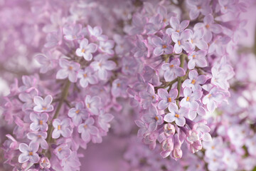 Naklejka premium Lilac flowers in bloom – macro photo of spring purple petals with soft background