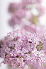 Fototapeta premium Lilac flowers in bloom – macro photo of spring purple petals with soft background
