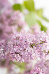 Lilac flowers in bloom – macro photo of spring purple petals with soft background