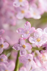 Lilac flowers in bloom – macro photo of spring purple petals with soft background
