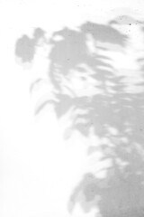 shadow overlay effects of realistic abstract natural rose flower shadow on white wall background,Summer sunlight plants shadow overlay effect,shadow for photo interior backdrop studio mockup