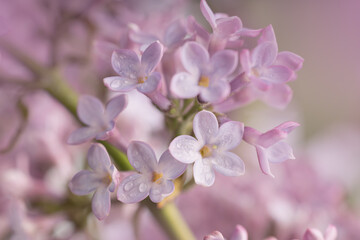 Lilac flowers in bloom – macro photo of spring purple petals with soft background five petals