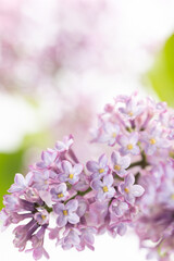 Lilac flowers in bloom – macro photo of spring purple petals with soft background