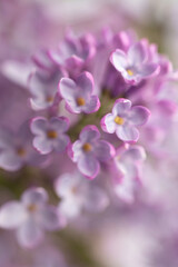 Lilac flowers in bloom – macro photo of spring purple petals with soft background