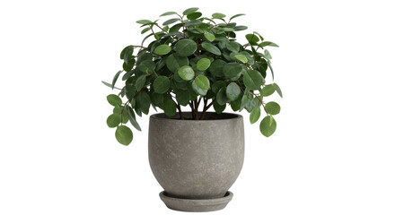 Isolated Potted Plant