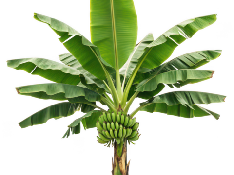 banana tree png tropical tree png banana plant png fruit tree png green tree png banana leaf png tropical plant png transparent background image