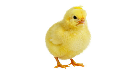 Isolated Yellow Chick