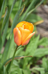Yellow and Orange Tulips Blooming in a Garden