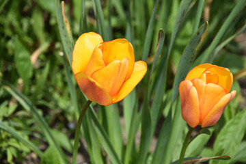 Vivid Yellow Orange Tulips Flowering and Blooming
