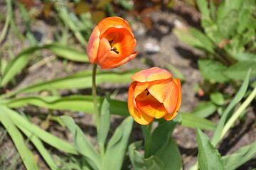 Very Pretty Yellow and Orange Tulips in Spring