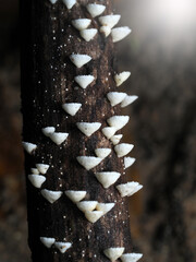 Mushroom in Tropical Rainforest for nature background.