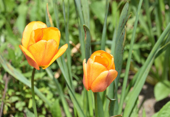 Beautiful Pair of Orange Tulips in Bloom