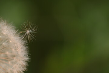 fiore di dente di leone al tramonto