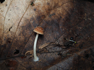 Mushroom in Tropical Rainforest for nature background.