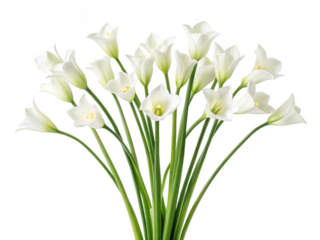 bells of ireland png ornamental flower png green flower png garden flower png lucky flower png floral plant png natural plant png transparent background image