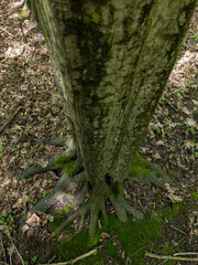 A tree trunk with moss growing on it in the woods