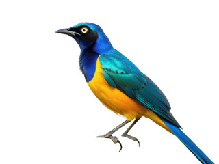 Fototapeta premium Bird of paradise png exotic flower png tropical flower png strelitzia flower png bird shaped flower png vibrant flower png ornamental plant png transparent background image