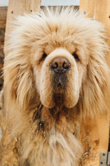 Tibetian mastiff dog looking through the fence in yard