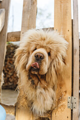 Tibetian mastiff dog looking through the fence in yard