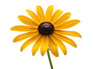 Blackeyed susan flower png yellow flower png rudbeckia flower png garden flower png wildflower png summer bloom png ornamental flower png transparent background image