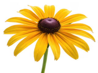 Black eyed susan png yellow daisy flower png wildflower png bright garden flower png rudbeckia hirta png sunny flower png summer blooming flower png transparent background image
