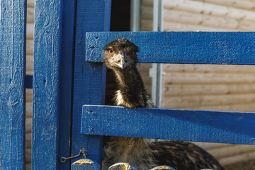 ostrich head close up  looking through the wooden fence