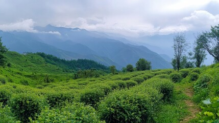 Naklejka premium Scenic panorama of Annapurna range from Poon Hill viewpoint, layers of mountains fading into the mist, no people