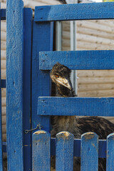 ostrich head close up  looking through the wooden fence