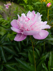 Large pink peony flower in the middle of a lush green field