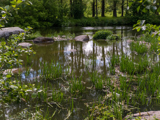 A small pond in the middle of a wooded area surrounded by trees